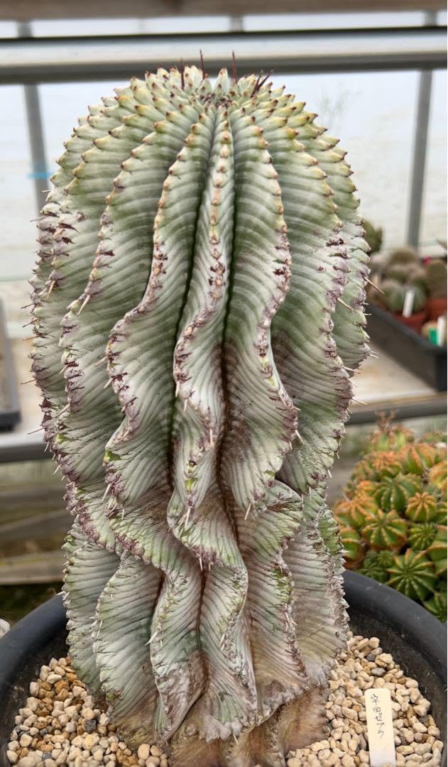 Amazon.co.jp: 極上品宇田ゼブラ ゼブラホリダ ホリダ 幅5.8cm : おもちゃ