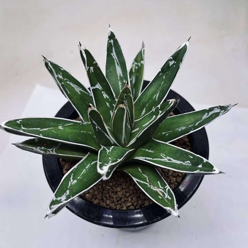 Amazon｜多肉植物 ：アガベ 笹の雪*L｜観葉植物 オンライン通販