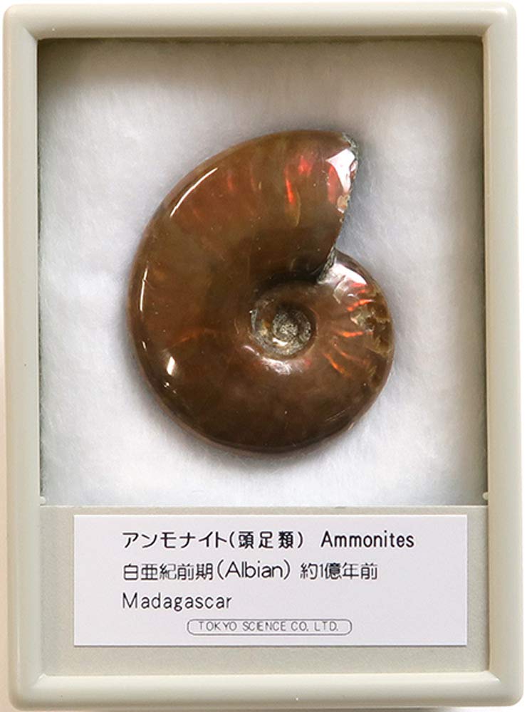 Amazon | SCIENCE 化石標本 Ammonite Red Iridescent「アンモナイト