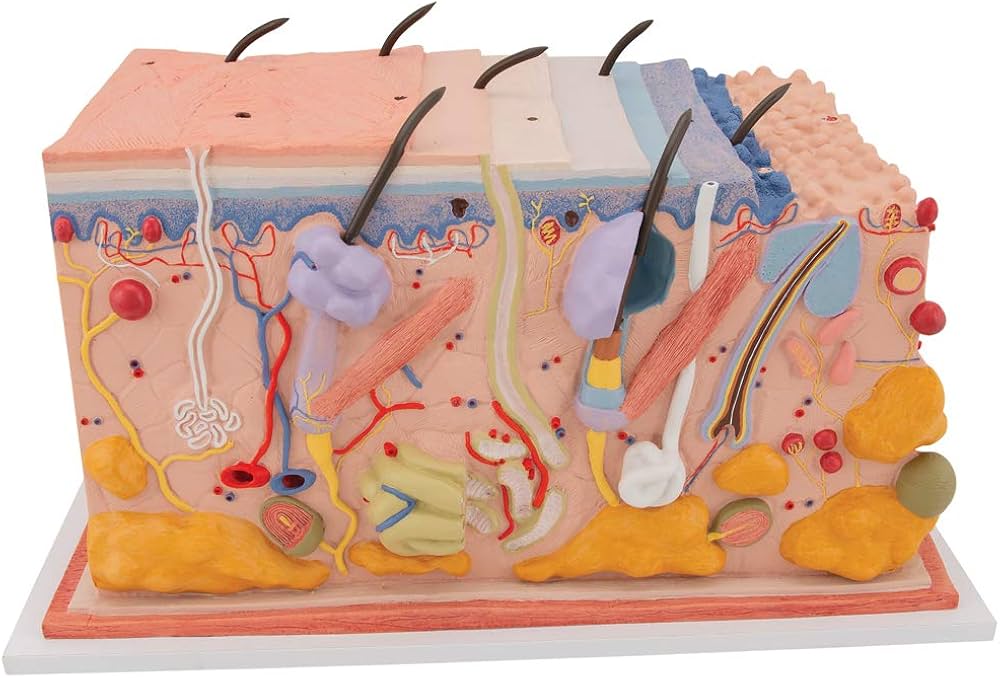 Amazon.co.jp: 皮膚の構造を観察できる立体模型です，毛根，汗腺，小体