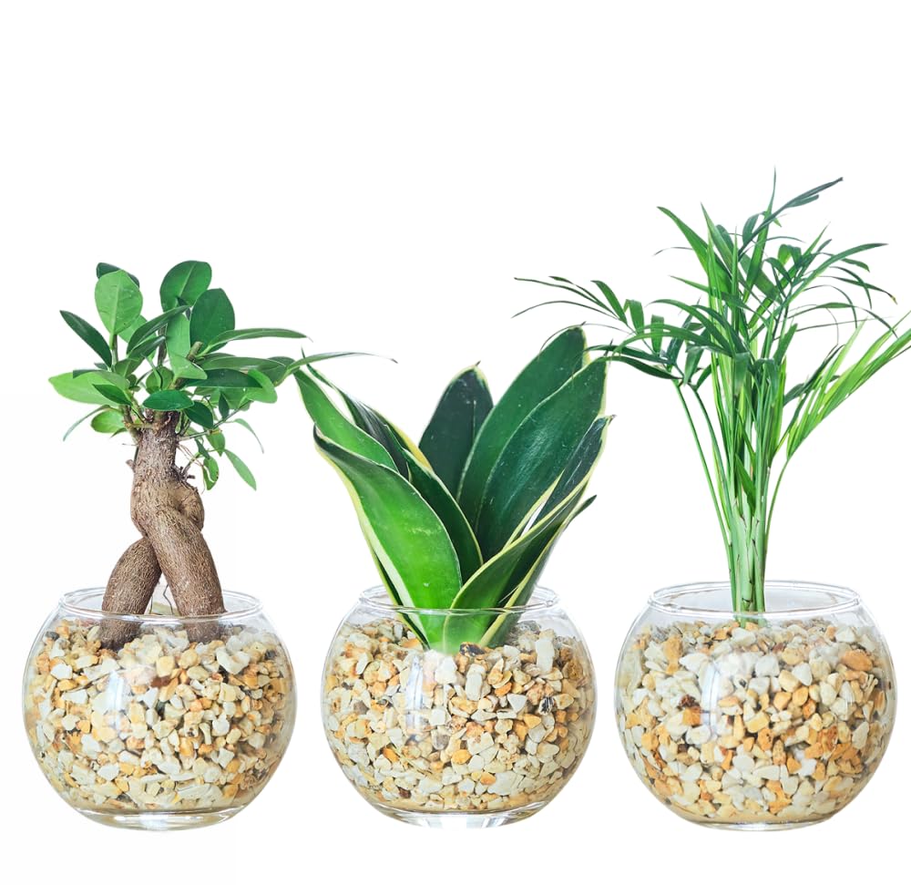 Amazon｜東京寿園 観葉植物 3点セット ハイドロカルチャー 本物 ミニ