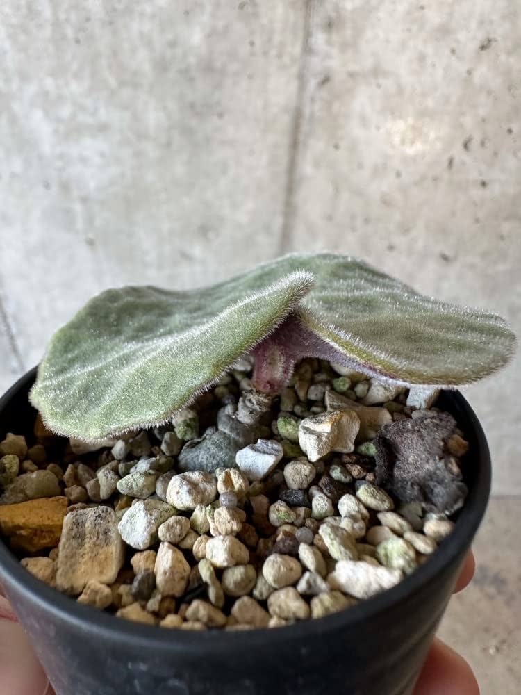 Amazon｜【現品限り】チレコドン・シングラリス【B4】 Tylecodon