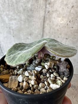 613yjqkqpML._AC_UF350,