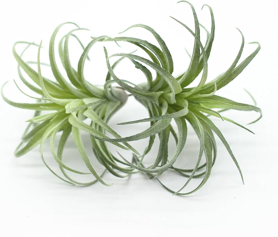 Amazon.com: ZJCilected 2PCS Artificial Flocking Tillandsia Air