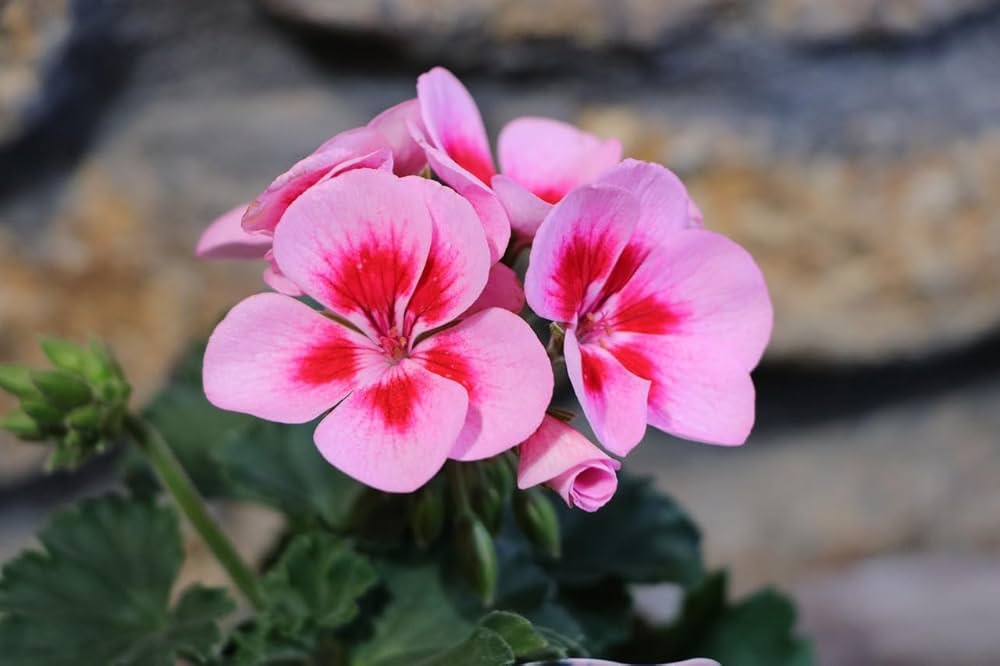 Amazon.co.jp: ゼラニウム ムーンライト ルイーズ (ピンクスプラッシュ