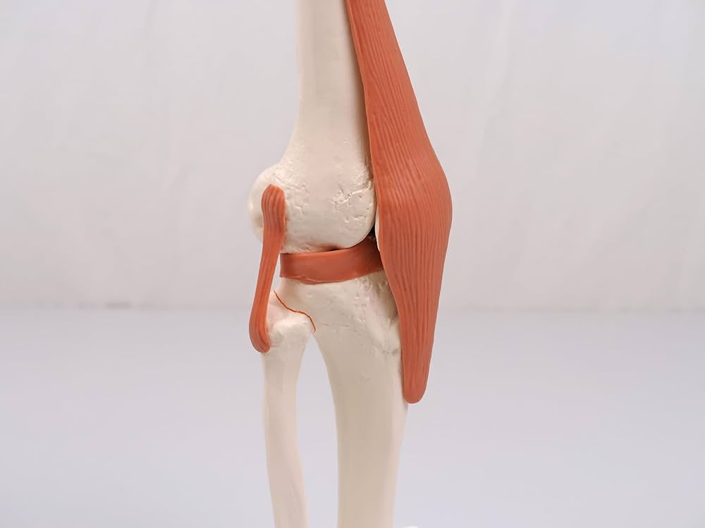 Amazon.co.jp: 可動型の膝関節模型，伸縮性のある靭帯付き - 膝関節