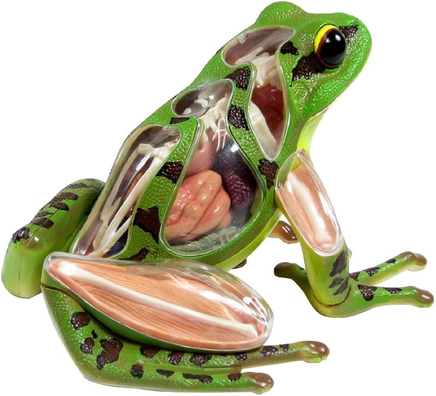 Amazon.co.jp: スカイネット 立体パズル 4D VISION 動物解剖 No.05