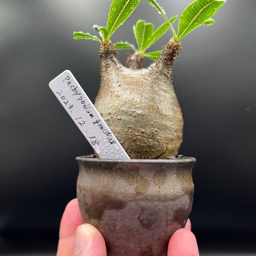 手作植木鉢 LLL サイズ 検（ 塊根植物 グラキリス パキプス アガベ)