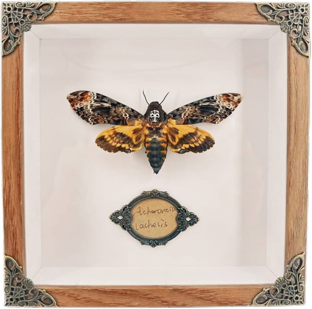 Amazon.co.jp: フレーム入り 死の頭 蛾標本 - 昆虫昆虫学ディスプレイ