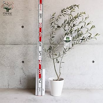 Amazon.co.jp: オリーブの苗木 品種：ルッカ 6号白テーパード鉢 M