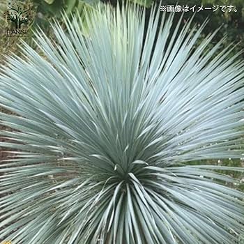 Amazon｜ユッカ・ロストラータ10号鉢【品種で選べる観葉植物・リビング