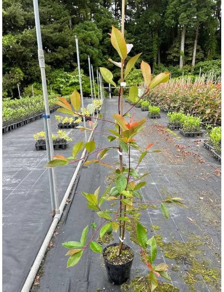 Amazon.co.jp: 【10本 セット】 レッドロビン (ベニカナメモチ) 15.0p