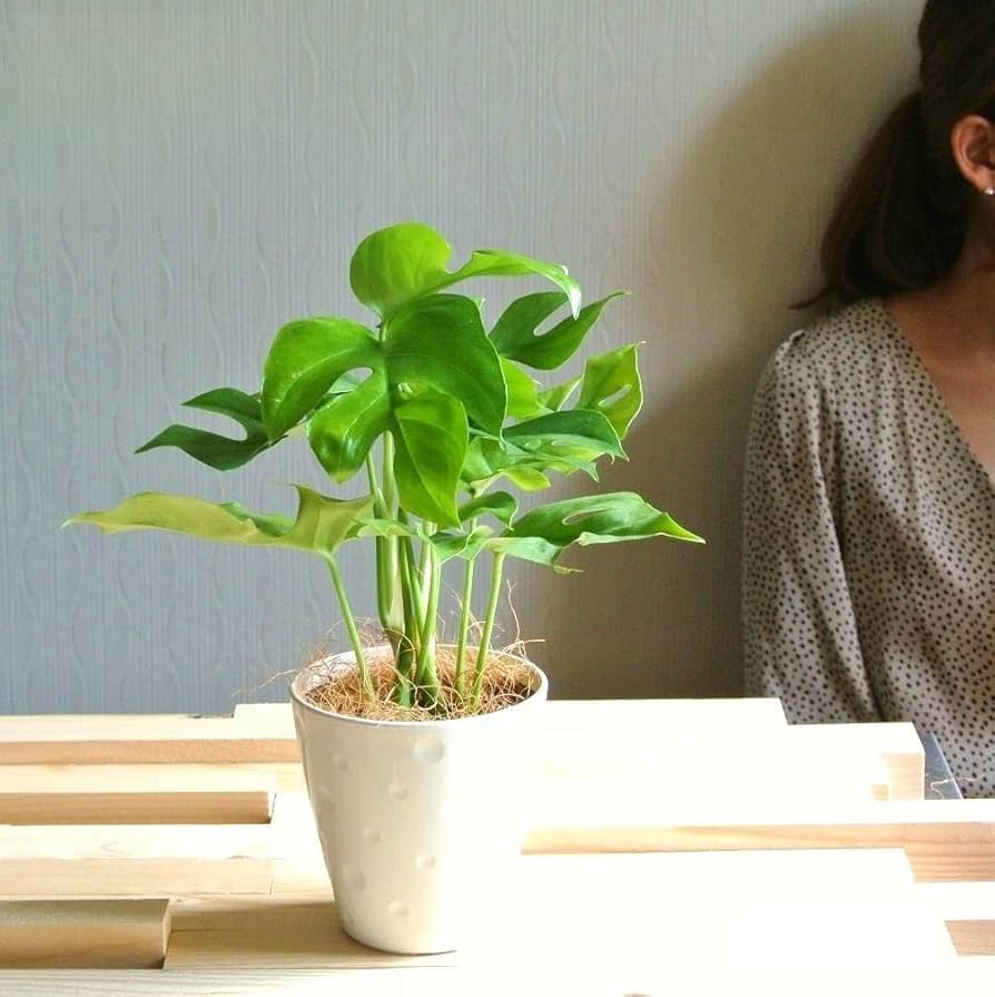 Amazon｜LAND PLANTS お試しサイズ ヒメモンステラ 4号 白鉢カバー