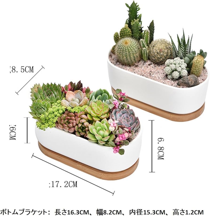 Amazon.co.jp: 2個多肉植物鉢 楕円形サボテン鉢 多肉植物鉢 植木鉢