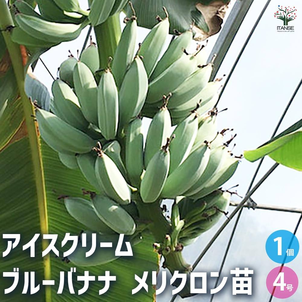 Amazon.co.jp: ITANSE アイスクリーム ブルーバナナ メリクロン