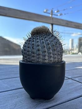 Amazon.co.jp: 管理5年 孤竜丸 コピアポア コルムナアルバ 黒王丸 山木