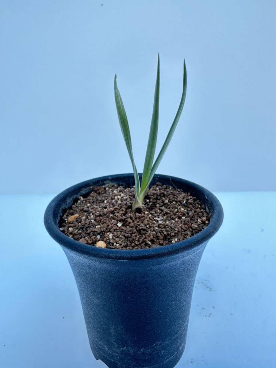 Amazon.co.jp: ジョシュア ツリー モハーヴェ砂漠 Yucca Brevifolia