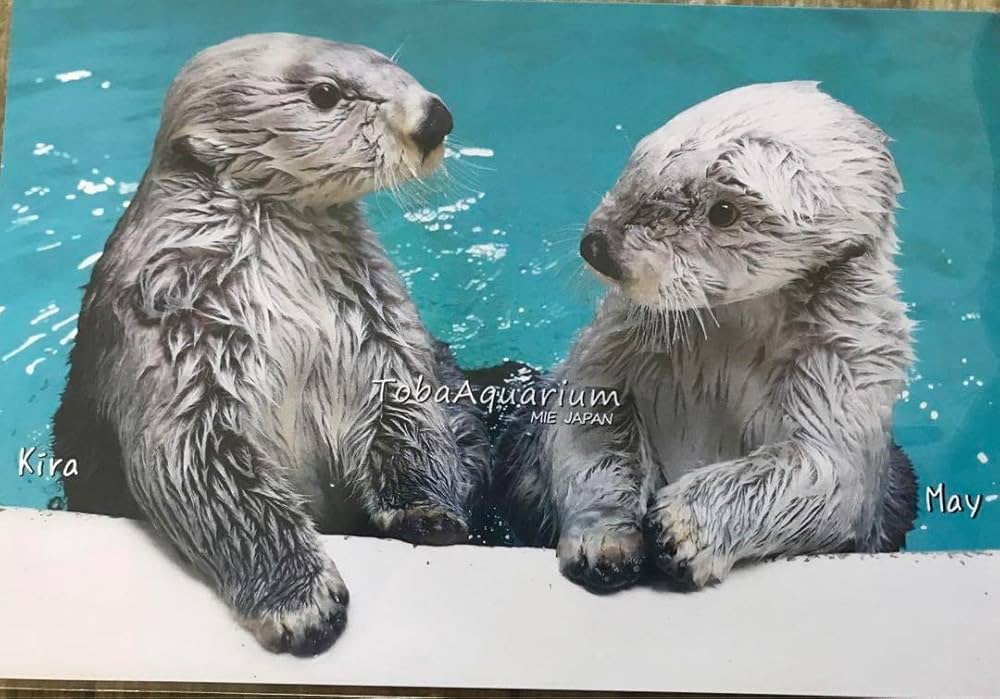 最終値下げ！鳥羽水族館 コレクションカード 70周年記念ラッコ キラ