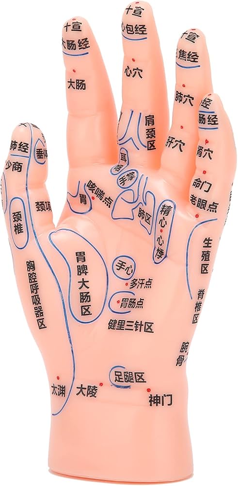 Amazon.co.jp: 手のツボモデル、学校教育用の医師に正確な手の鍼指導