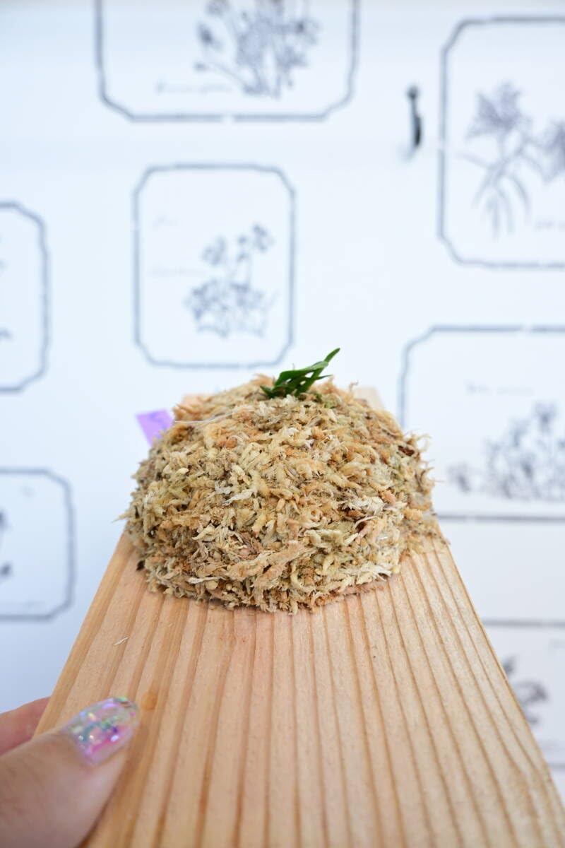 Amazon.co.jp: 金童 P.willinckii 'Golden boy' spored① ＠ビカ森wife