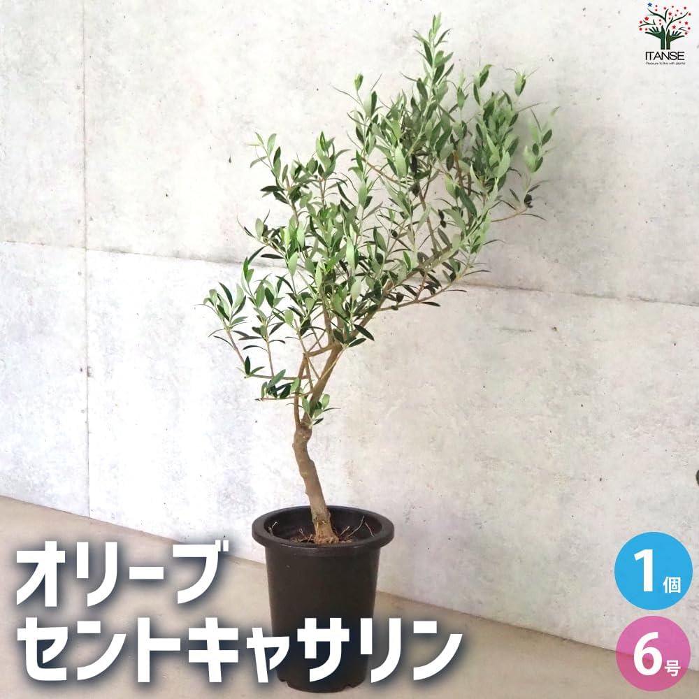 Amazon.co.jp: ITANSE オリーブの苗木 品種：セントキャサリン 6