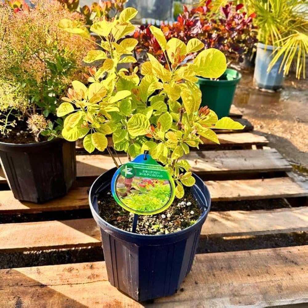 Amazon.co.jp: スモークツリー ゴールデンスピリット 株立ち 8号 黄金