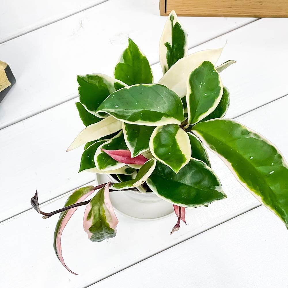 サクララン・ホヤ(観葉植物)の種類や品種リスト 200種以上のINDEX(レア