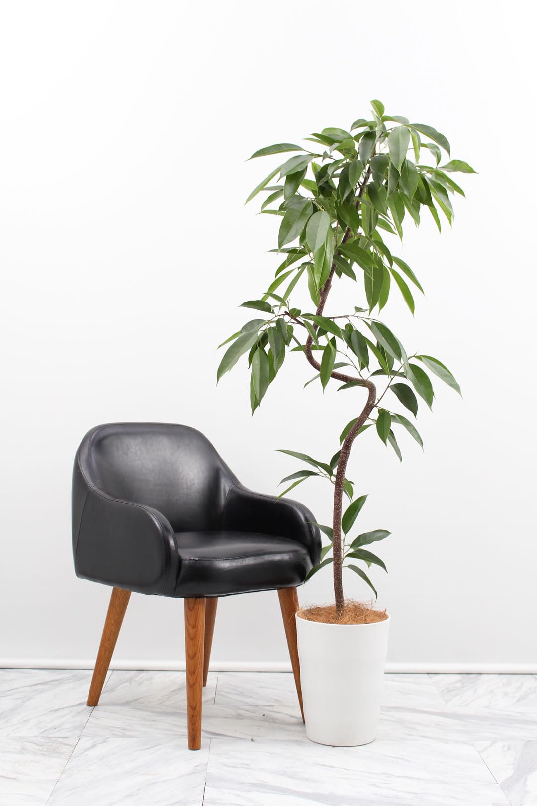 Amazon｜観葉植物 フィカス アムステルダムキング 8号 曲がり 受け皿付