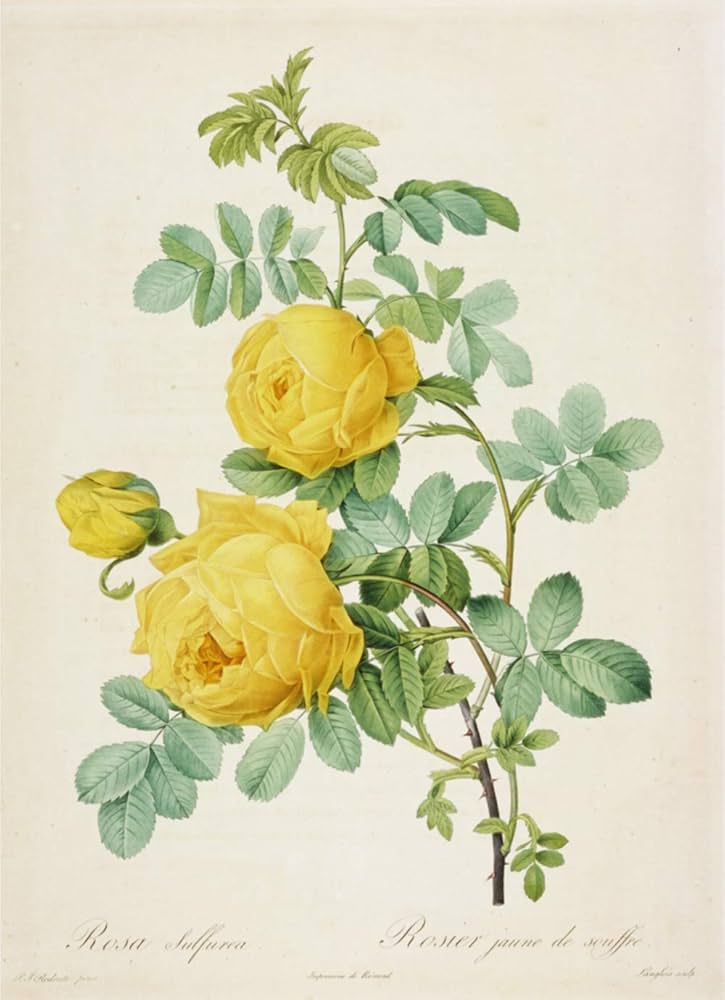 豪華愛蔵版 Les Roses バラ図譜 | ピエール・ジョセフ・ルドゥーテ |本