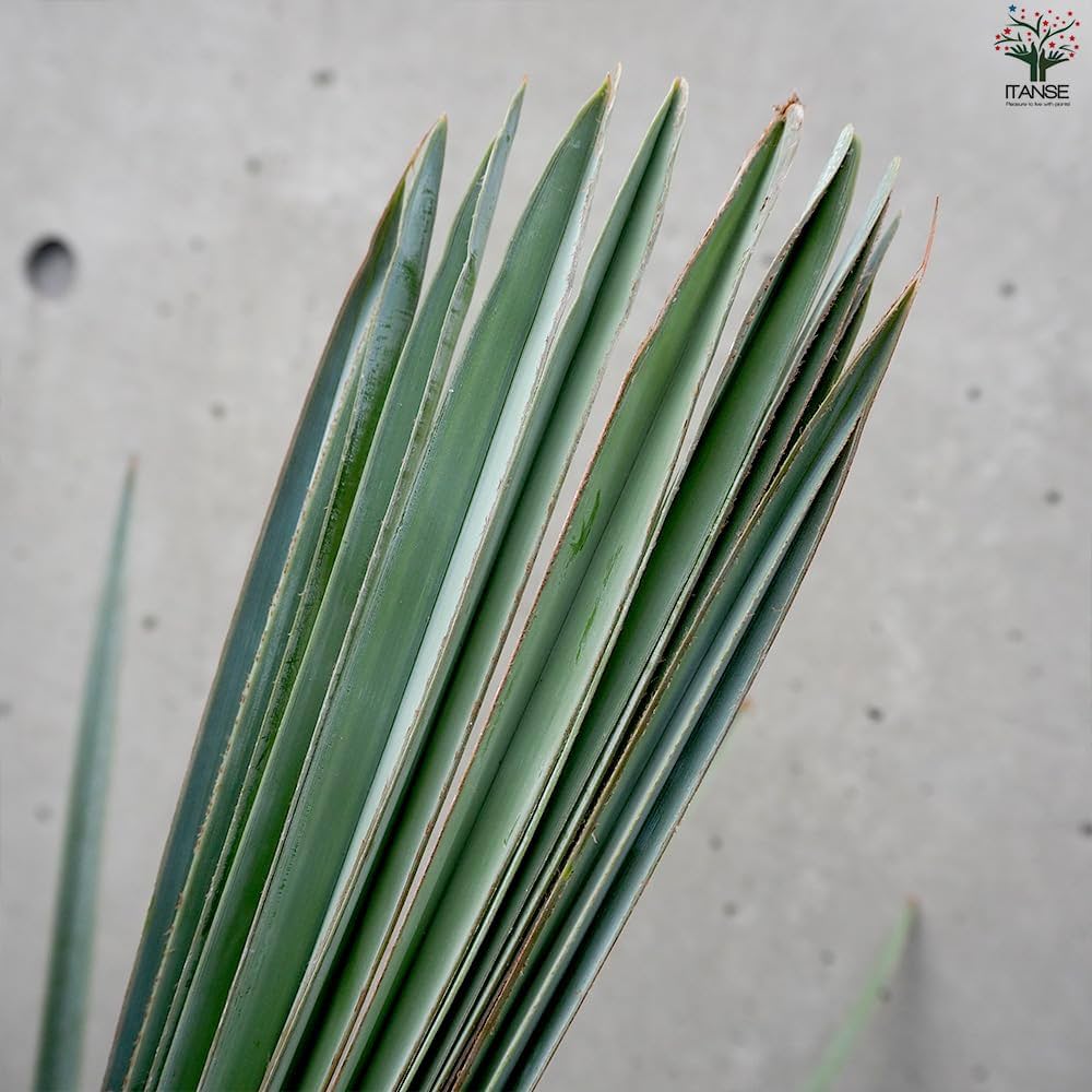 Amazon｜ビスマルキア・ノビリス シルバー7号【品種で選べる観葉植物