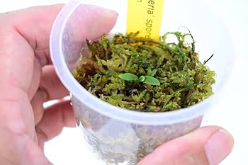 Amazon.co.jp: P.willinckii 'Bacteria' spored⑪ @bikamori.com