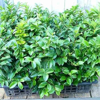 Amazon.co.jp: ヒサカキ 苗 庭木 低木 垣根 常緑樹 サカキの代用樹