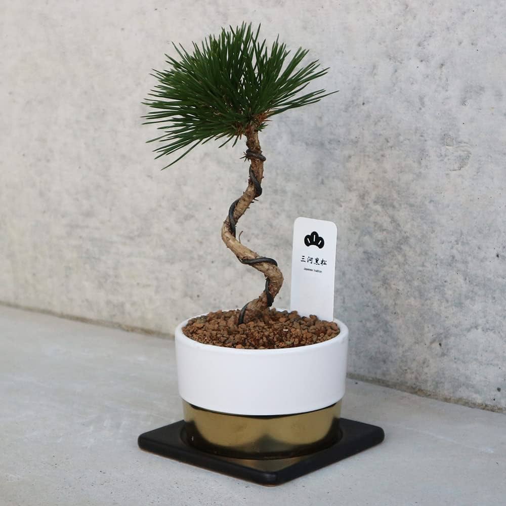 Amazon.co.jp: ITANSE 三河黒松 盆栽仕立て 4号鉢 1個売り【鉢色