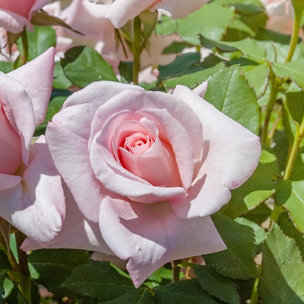 Amazon.co.jp: 薔薇の苗