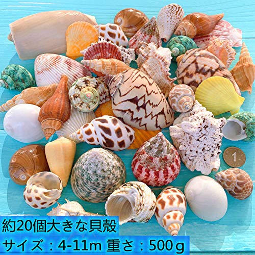 Amazon.co.jp: MUYYIKA カラフル 貝殻 アソート セット 天然素材