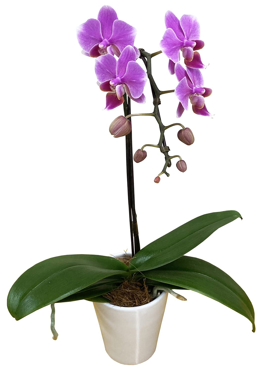 Amazon｜花のギフト社 椎名洋ラン 胡蝶蘭 ミディ胡蝶蘭 産地直送 椎名