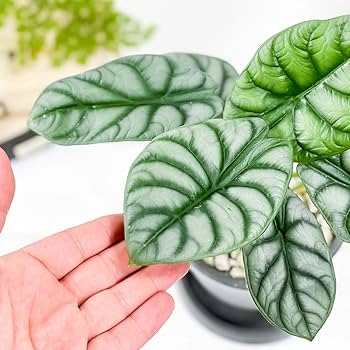 Amazon｜PLANCHU 観葉植物 アロカシア シルバードラゴン 4号樹脂鉢