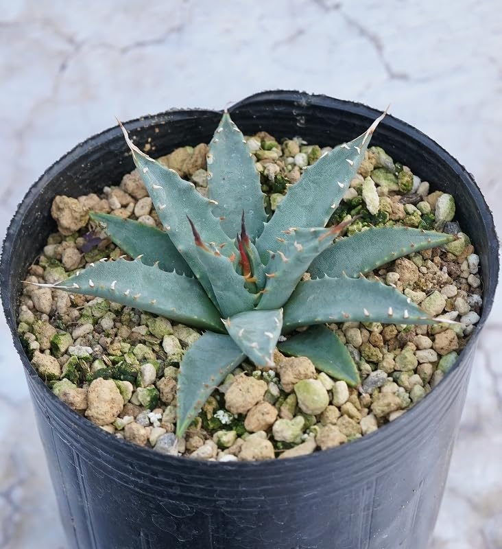 Amazon｜四国ガーデン アガベ ユタエンシス ネバデンシス 3号 ロング