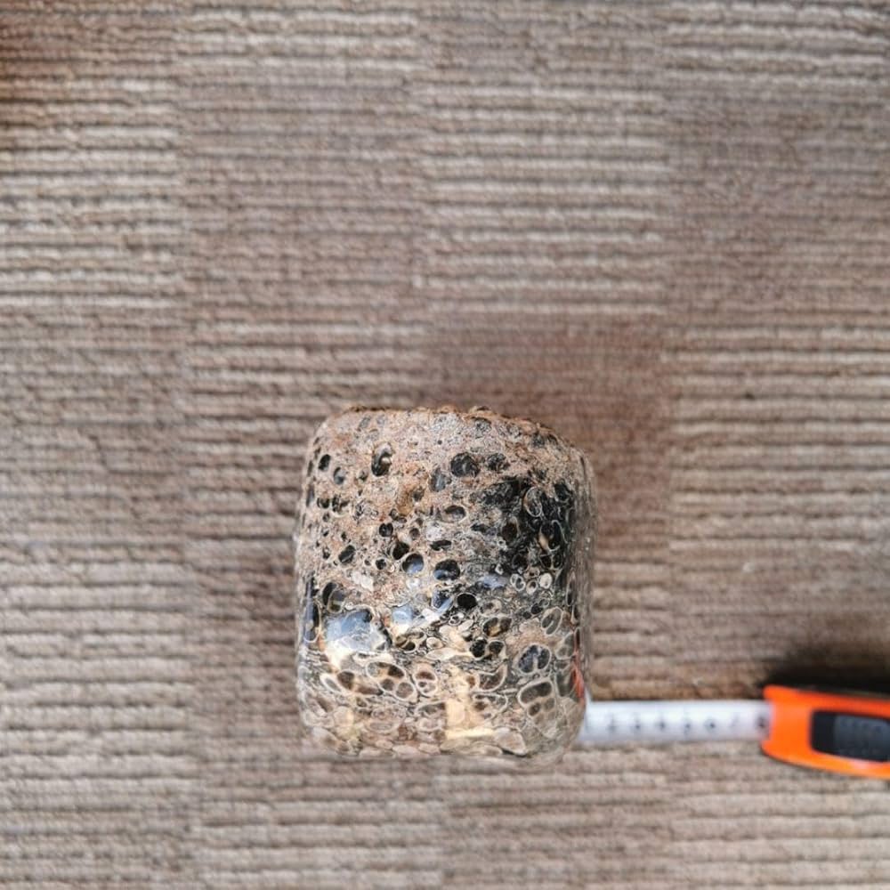 Amazon.co.jp: ツリテラアゲート 2.3キロ 化石 瑪瑙 アゲート 鑑賞石