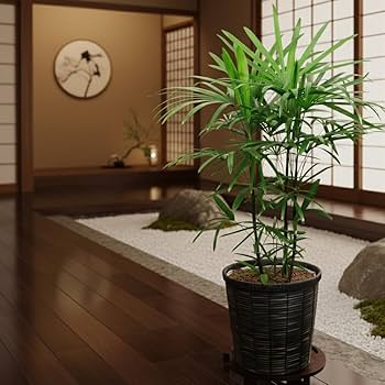 Amazon｜観葉植物 棕櫚竹（シュロチク） 8号 【ブラウン鉢カバー付