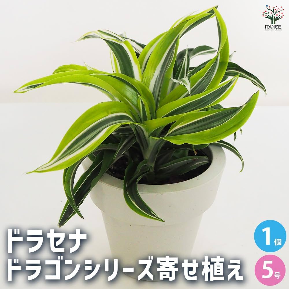 61BAZ5mxw8L._AC_UF1000,