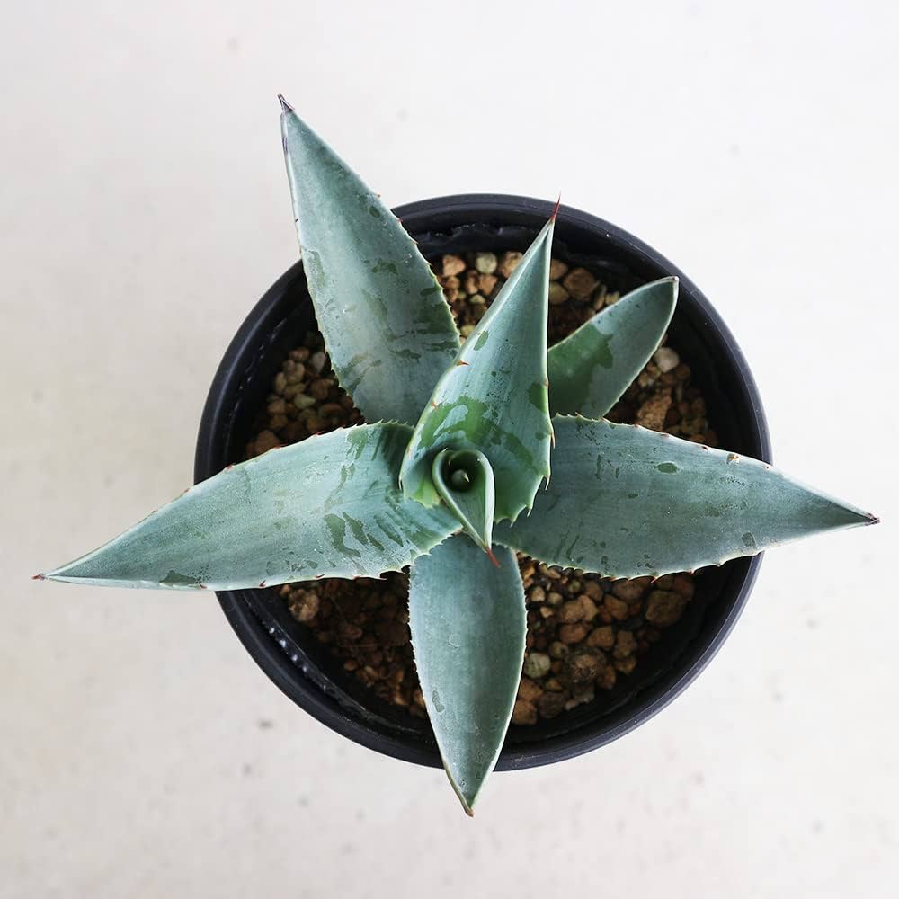 Amazon.co.jp: アガベ・オバティフォリア 3.5号鉢【品種で選べる多肉