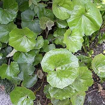 61BQ7IFFumL._AC_UF350,