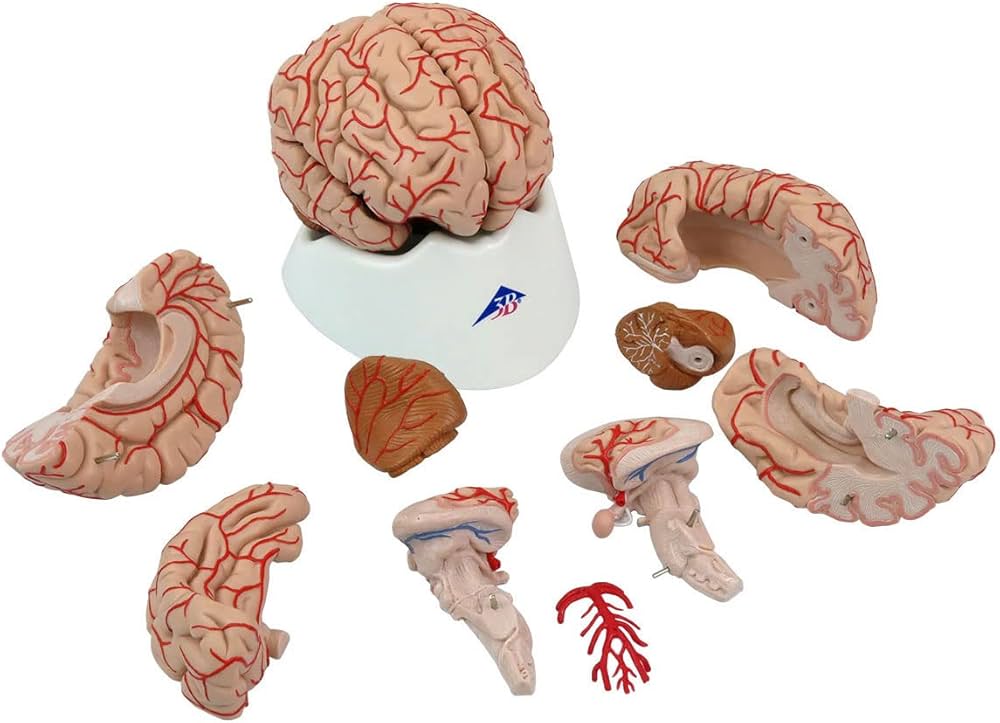 Amazon.co.jp: 脳表面の動脈の様子や脳底動脈を再現した脳模型，大脳2