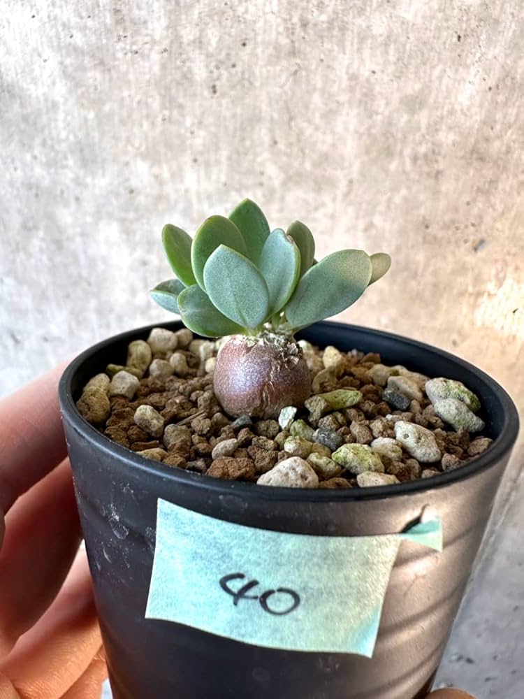 Amazon｜【現品限り】オトンナ・カカリオイデス ピグマエア【E40