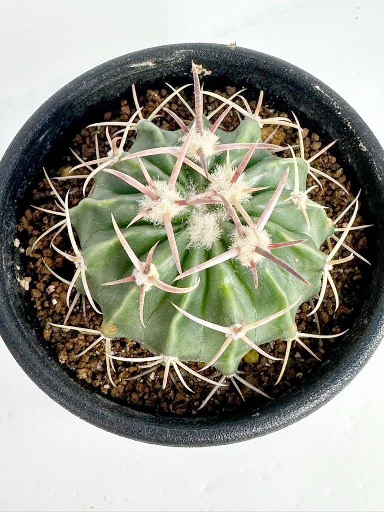 Amazon.co.jp: Echinocactus texensis エキノカクタス 綾波 サボテン