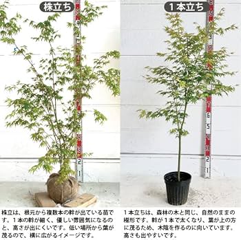 Amazon.co.jp: ［生産者直送］イロハモミジ 樹高約1～1.2m 単木