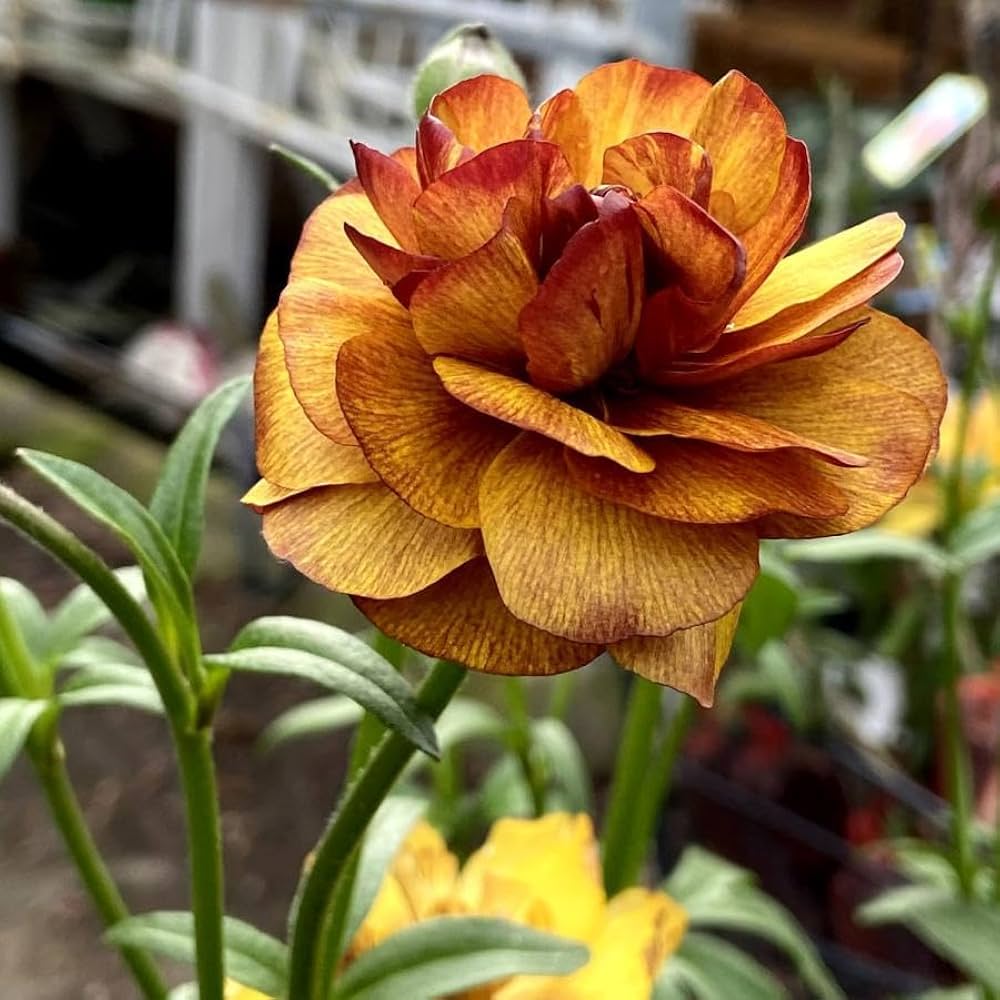 Amazon.co.jp: ラナンキュラス ラックス サティロス 開花株 5号鉢 苗