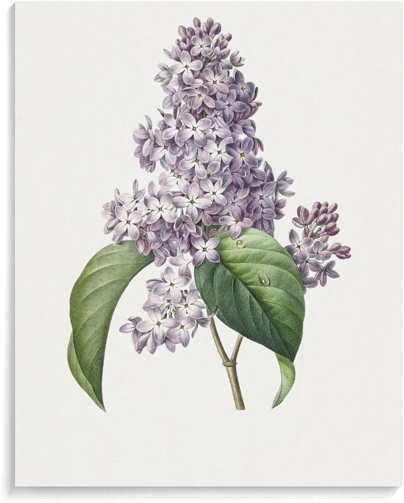 Amazon | ライラックのイラスト 数字キットによる絵画 数字油絵 詳細な