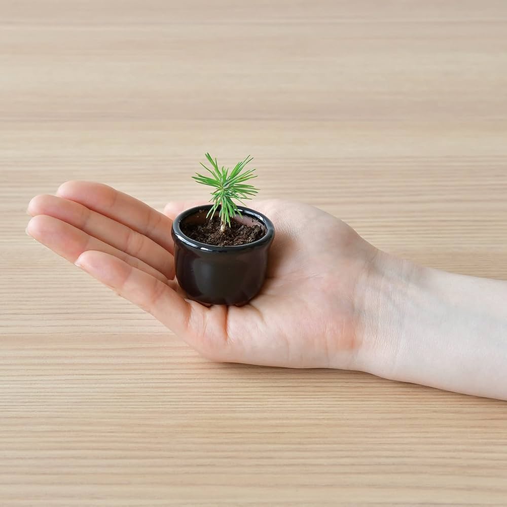 Amazon｜聖新陶芸 春/秋の 手のひら庭園 まめ盆栽 盆栽キット ミニ
